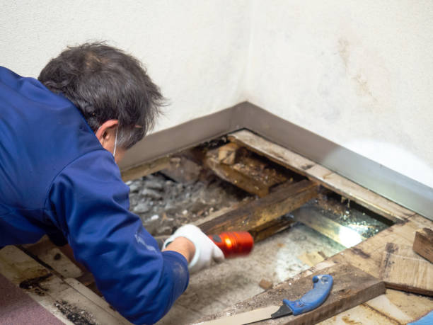 Best Mold Remediation for Schools in Ampere North, NJ