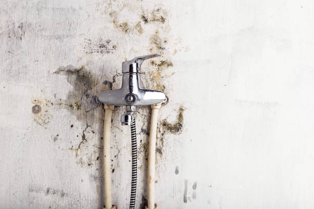 Best Insurance-Related Mold Remediation in Ampere North, NJ