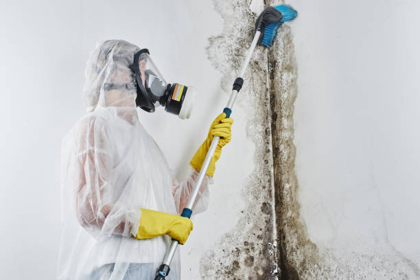 Best DIY Mold Remediation Support Services in Ampere North, NJ
