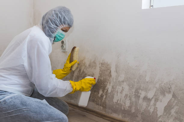 Best Basement Mold Remediation in Ampere North, NJ