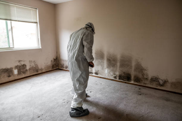 Best Bathroom Mold Remediation in Ampere North, NJ