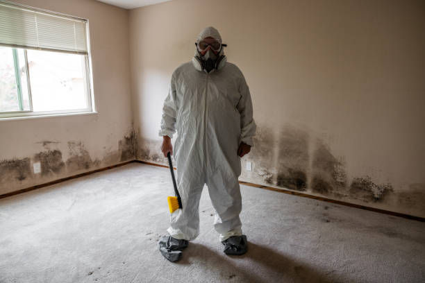 Best Preventive Mold Services in Ampere North, NJ