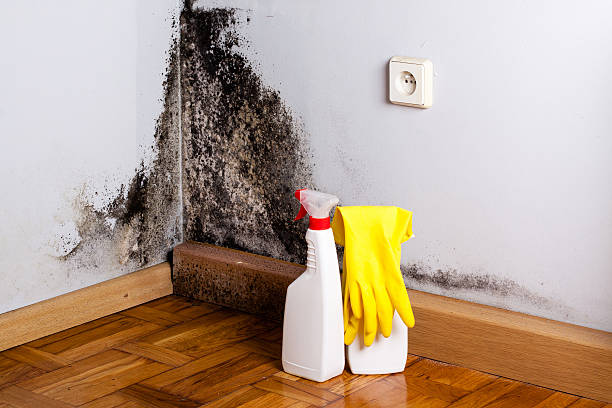 Best Attic Mold Remediation in Ampere North, NJ