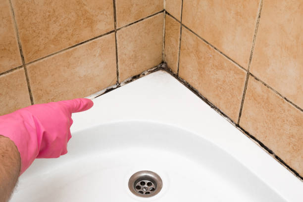 Trusted Ampere North, NJ Mold Remediation Experts